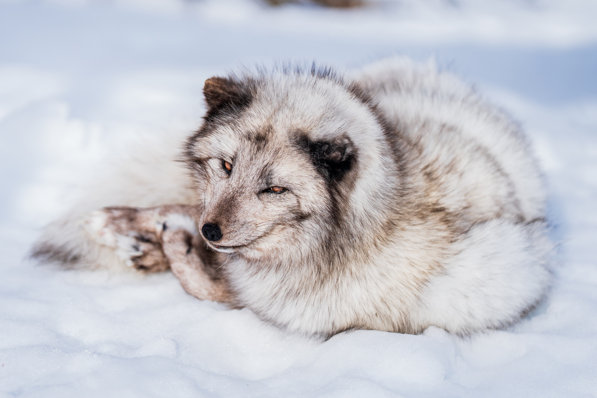 Polarfox